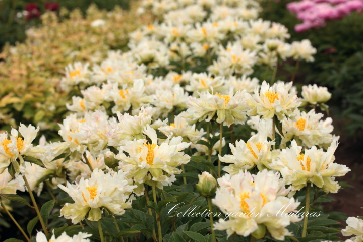 Green Lotus.jpg