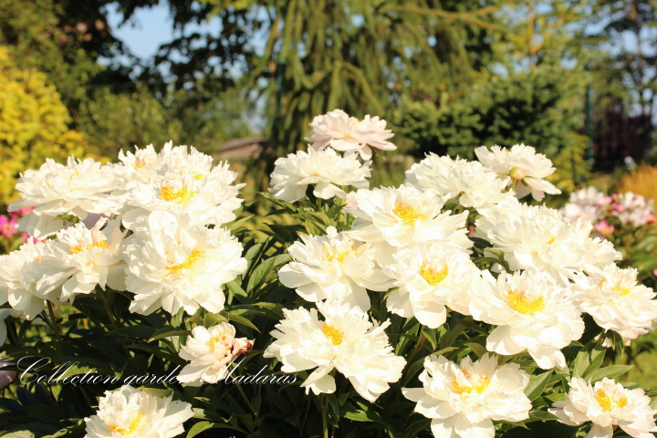 Serene Pastel (2).jpg