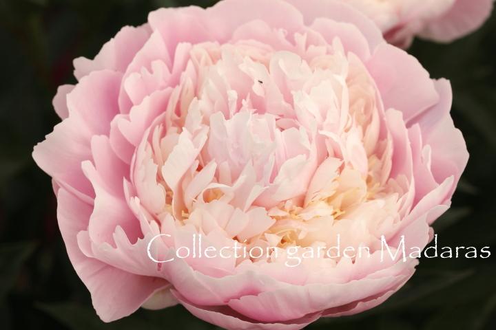 Paeonia `Adonis` SOLD OUT