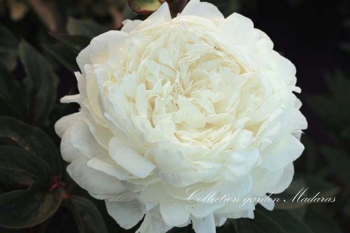 Paeonia `Alesia` SOLD OUT