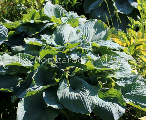 Hosta `Blue Angel`