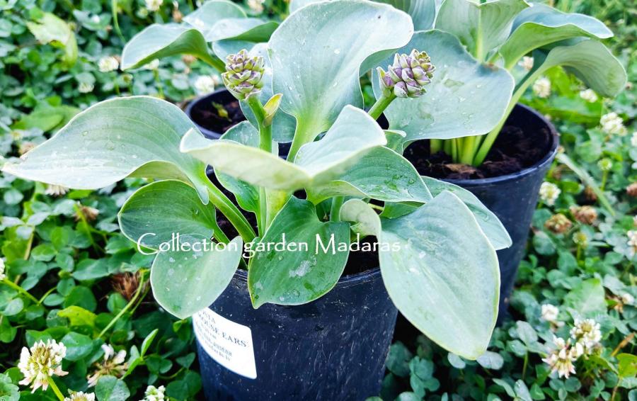 Hosta `Blue Mouse Ears`