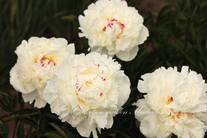 Paeonia  'Boule de Neige`