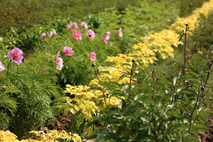 Peonies