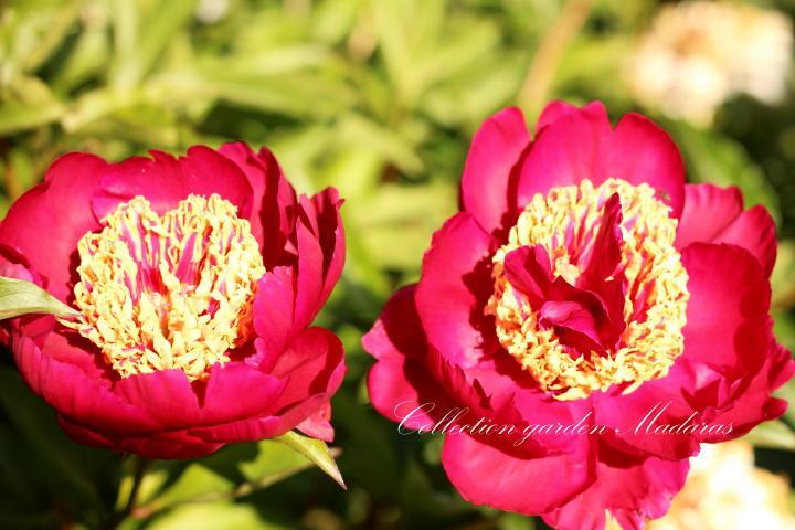 Peonijas