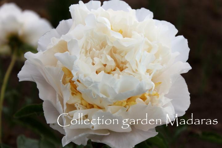 Paeonia `Cheddar Surprise`