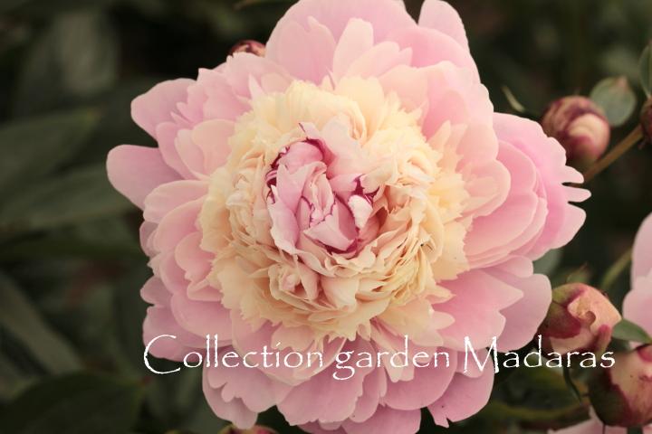 Paeonia `Chestine Gowdy` PAVASARIS/RUDENS