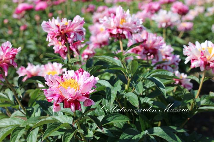Paeonia `Circus Circus`  