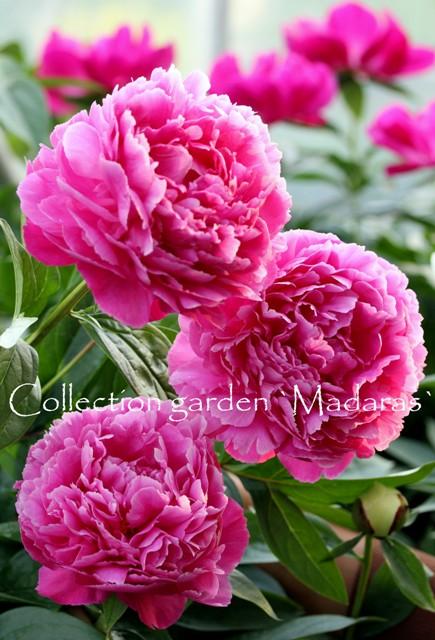 Paeonia `Dayton` 