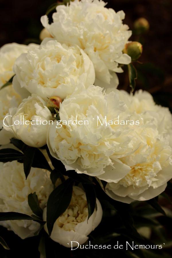 Paeonia `Duchesse de Nemours` SOLD OUT