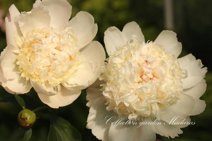 Paeonia  `Eastern Star` PAVASARIS