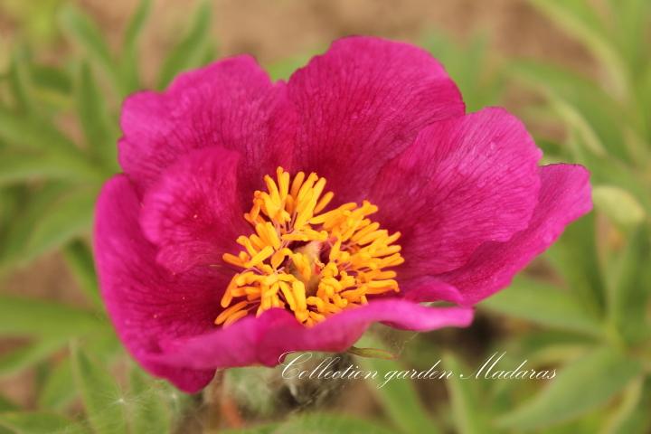Paeonia `Easy Going` SOLD OUT