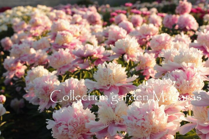 Paeonia  `Fafner`