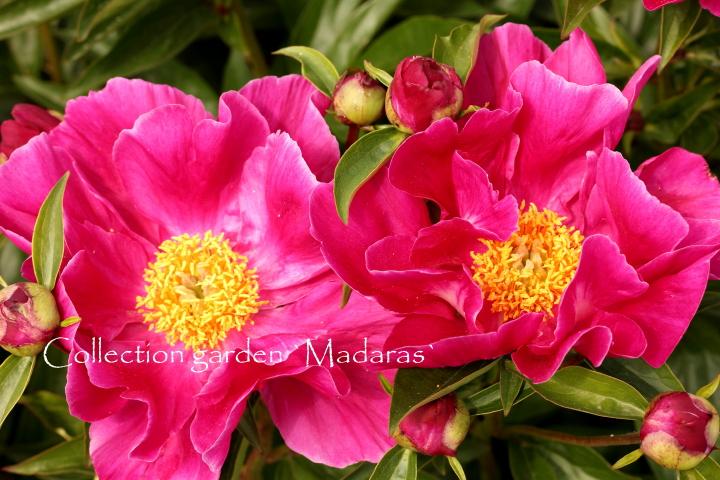 Paeonia `Fairfield` 