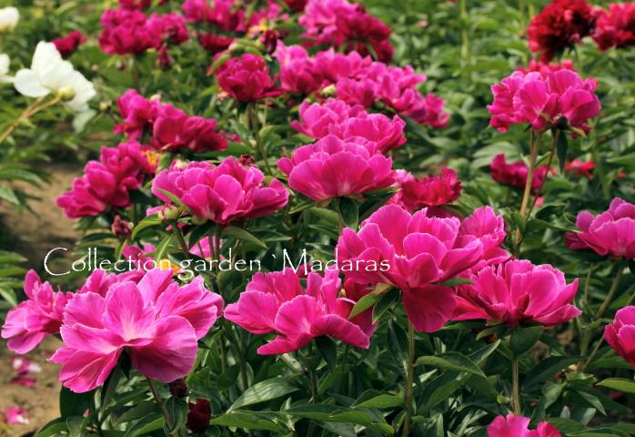 Paeonia `Fairfield` 