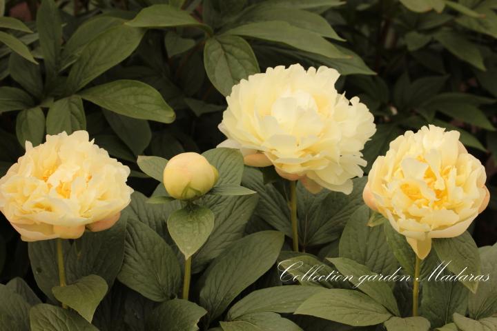 Paeonia `Farzana` 