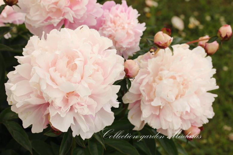 Paeonia `My Friend` PAVASARIS