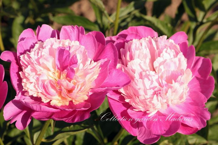 Paeonia  `Gay Paree`
