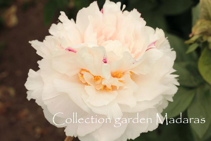 Paeonia `Grane`