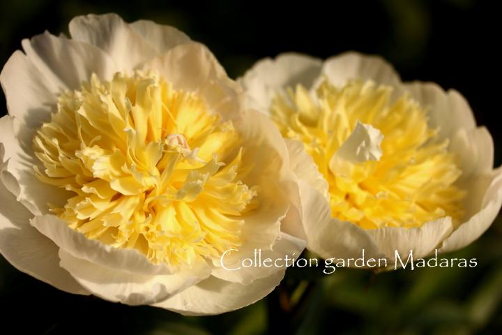 Paeonia 'Honey Gold' 