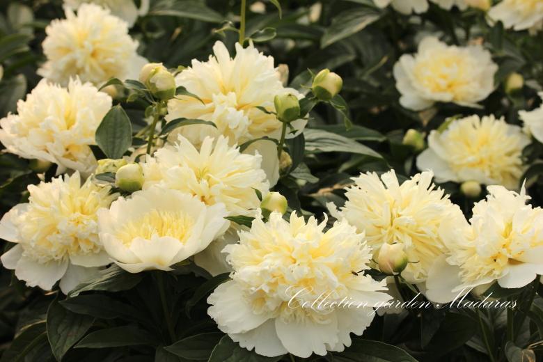 Paeonia `Honey Gold SPRING