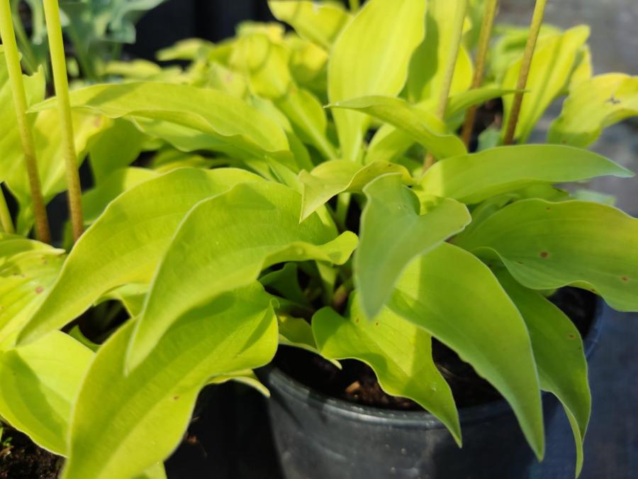 Hosta `Devon Gold`