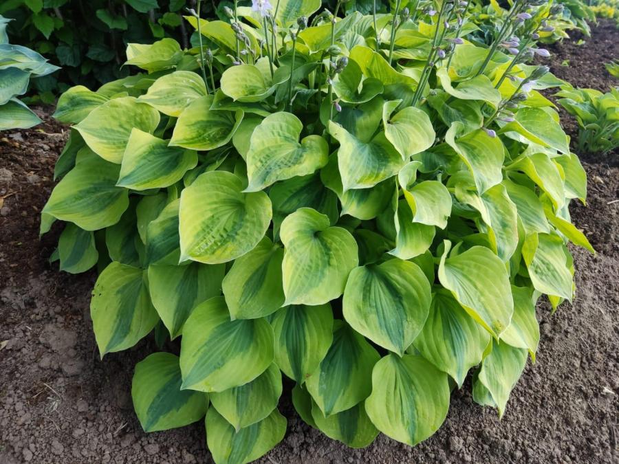 Hosta`Luna Moth`