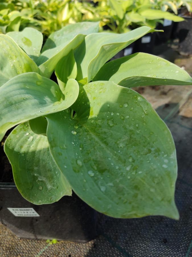 Hosta `Blue Mammoth`