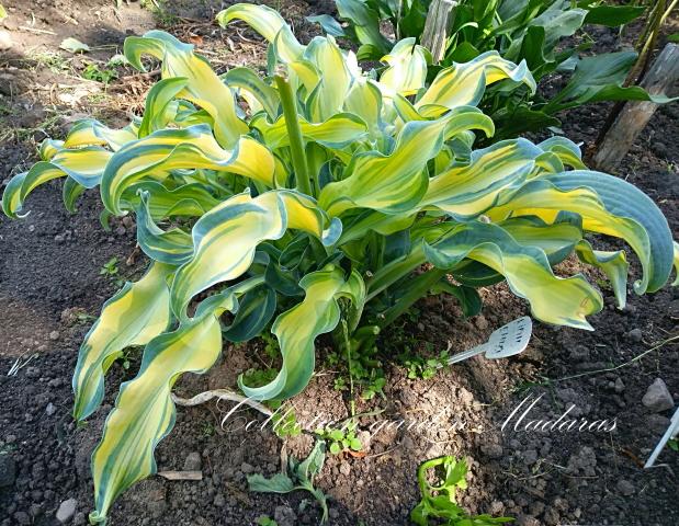 Hosta `Ripple Effect`