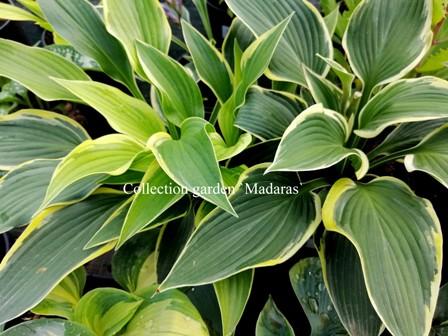 Hosta `Yellow River`