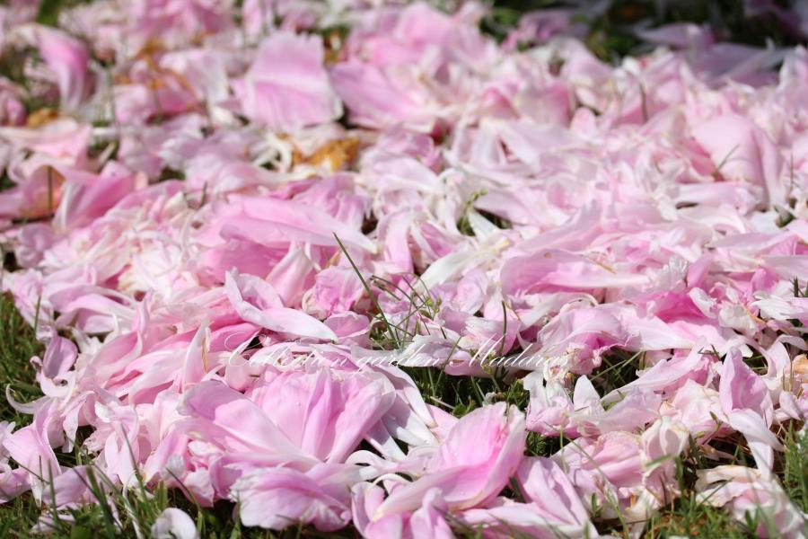 Paeonia `Tranquil Dove` SOLD OUT