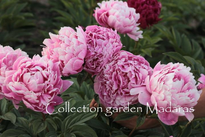 Paeonia`Jadwiga` 