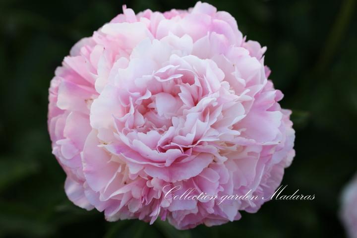 Paeonia `Junior Miss` 