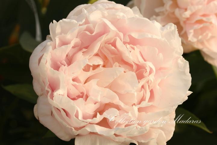 Paeonia `Jūnija Notis` SOLD OUT