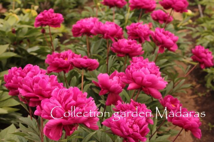 Paeonia  'King Midas'