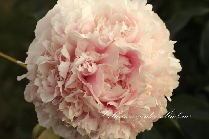Paeonia `Klehm's Pink Unknown` 
