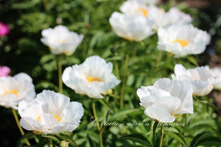 Paeonia `Krinkled White`