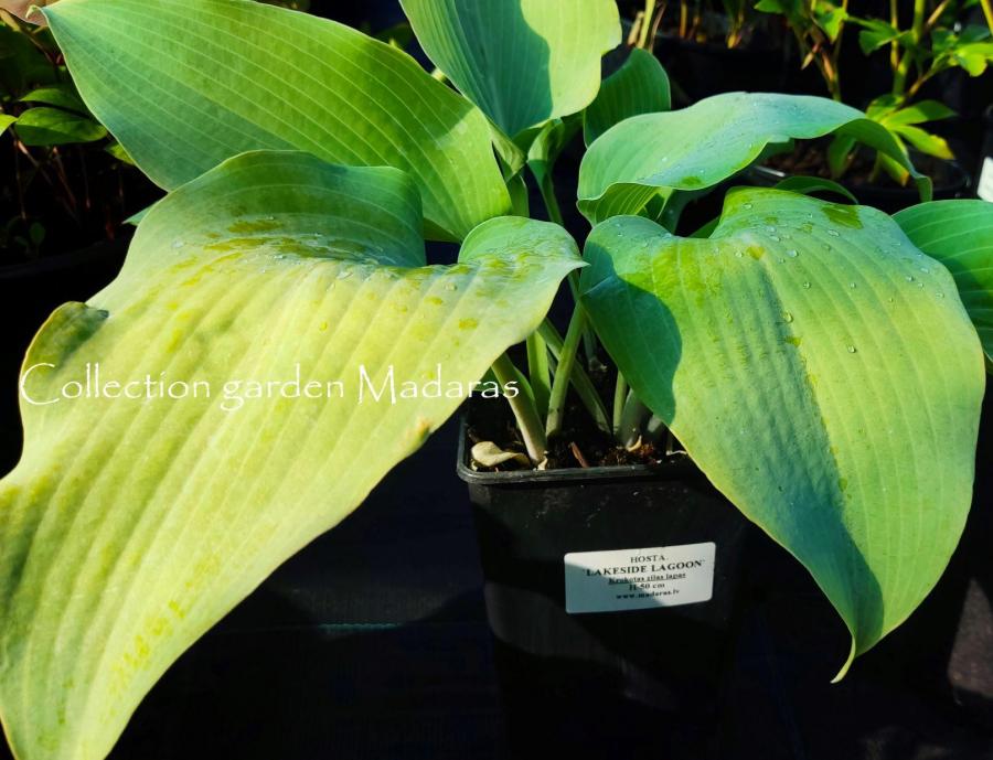 Hosta ' Lakeside Lagoon '