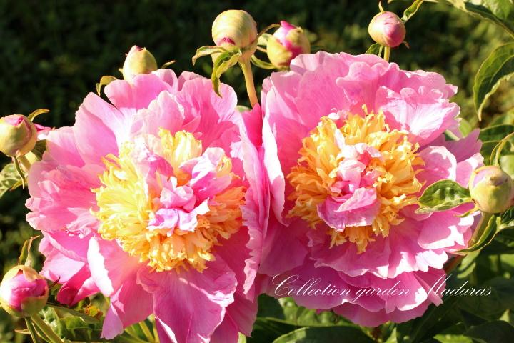 Paeonia 'Lois E Klehm' SOLD OUT