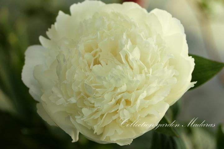 Paeonia `Luxor` SOLD OUT