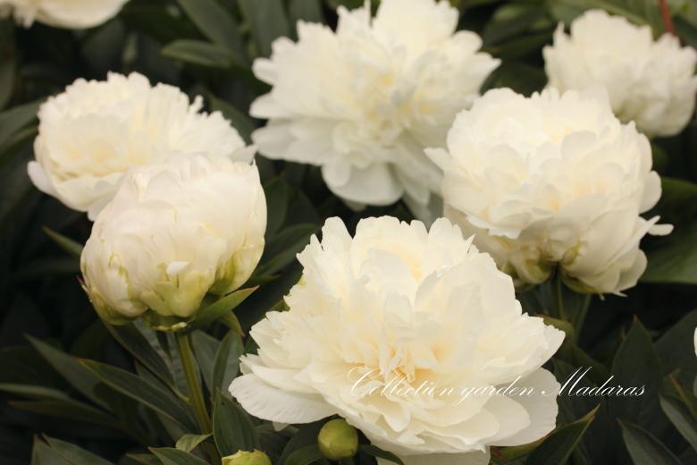 Paeonia `Madame Claude Tain` SPRING