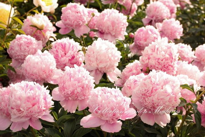 Paeonia `Madame Ducel` PAVASARIS