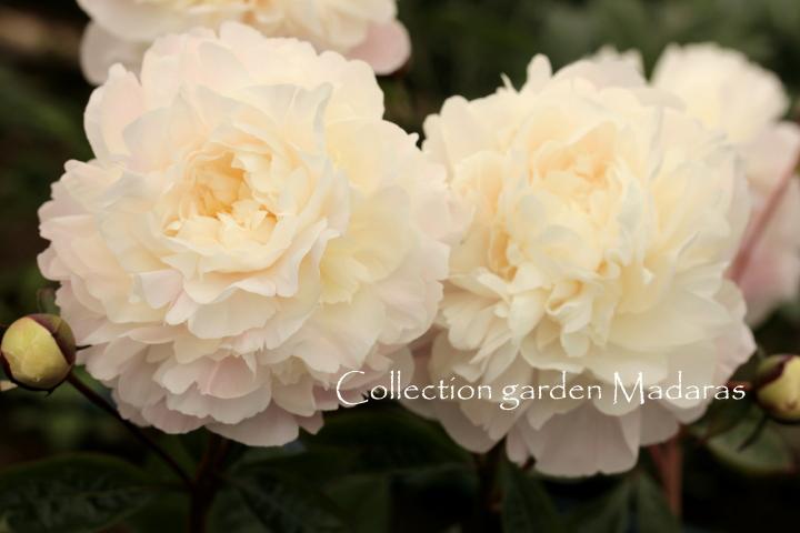 Paeonia  `Marcella` 