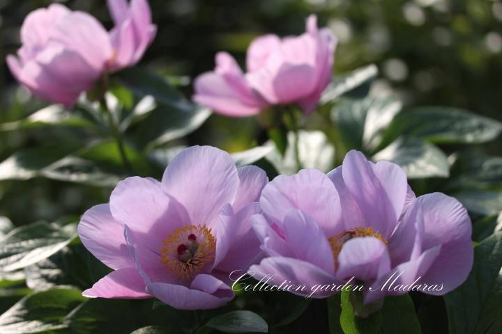 Paeonia `May Lilac` 