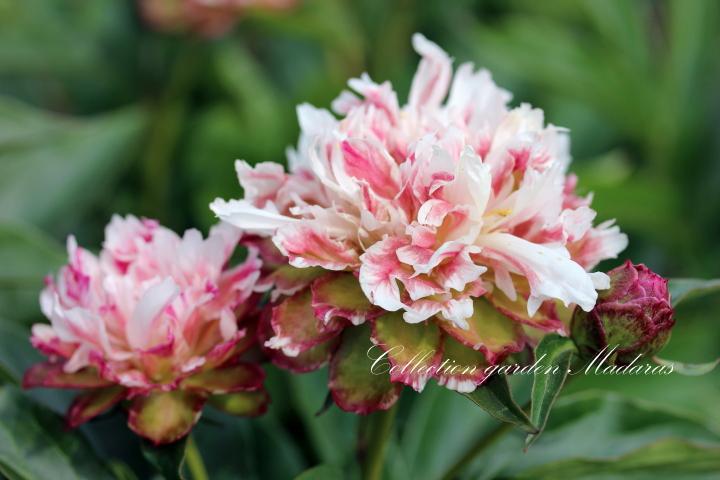 Paeonia `Mini Love`