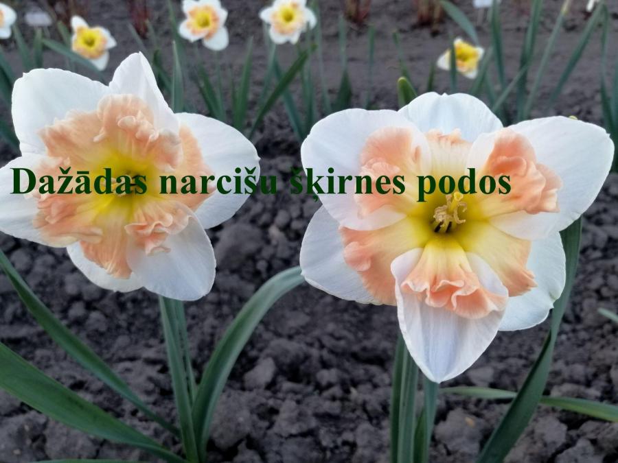 Narcissus- dažādas šķirnes
