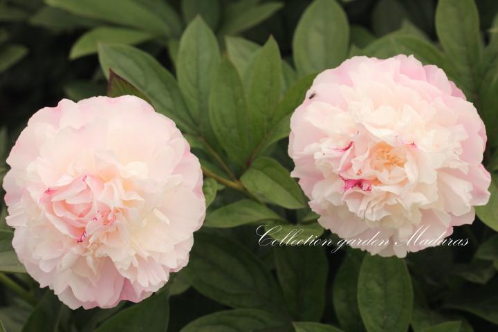 Paeonia `Norma Volz`