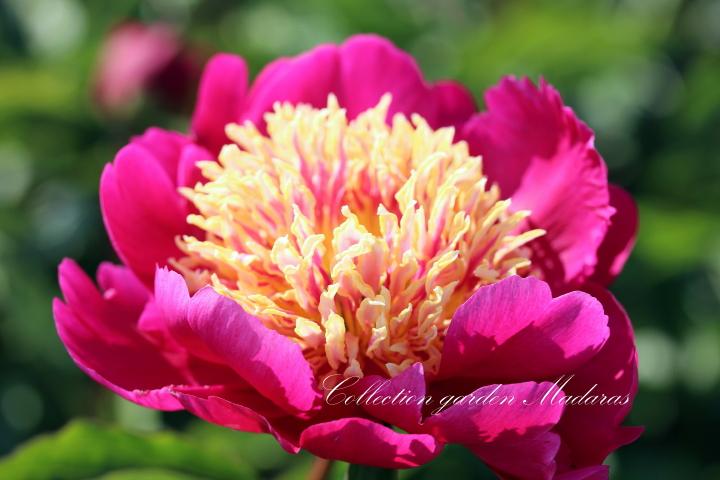 Paeonia `Ole Red`