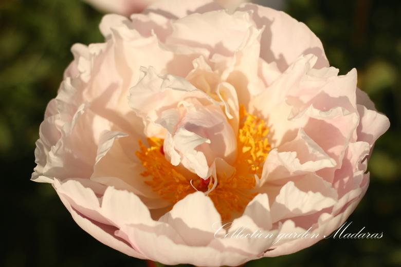 Paeonia `Pink Delight` SOLD OUT