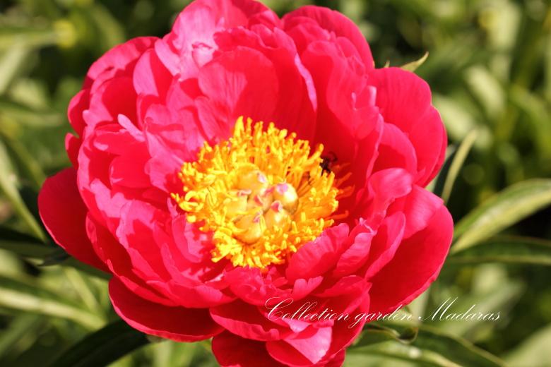 Paeonia `Raspberry Charm` PAVASARIS